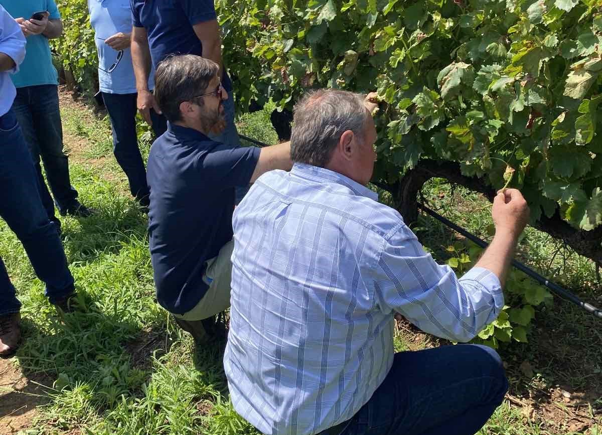 Σε επιφυλακή για περονόσπορο και ακαρπία σε καλλιέργειες